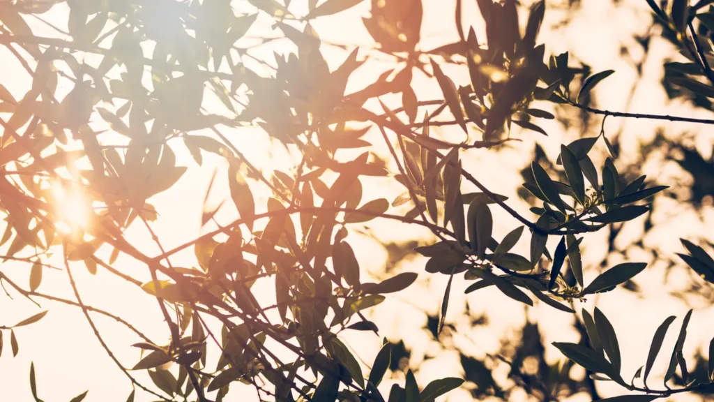 valores de Tresco agrícolas